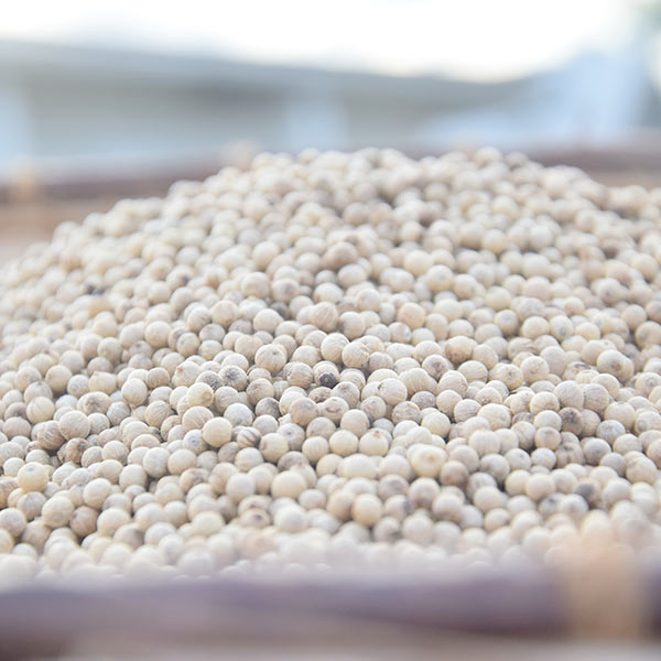 White pepper
